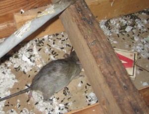 Rodent Control | All County Environmental Services